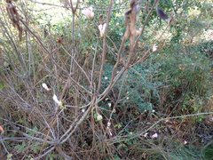Rhododendron canescens