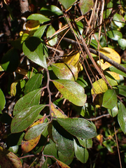 Vaccinium arboreum