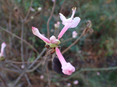 Rhododendron canescens