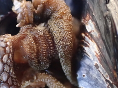 Pollicipes polymerus