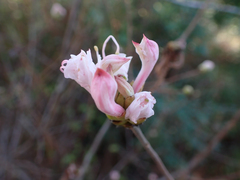 Rhododendron canescens