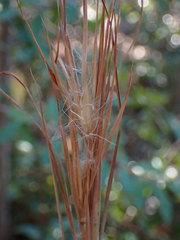 Andropogon virginicus