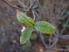 Rhododendron canescens