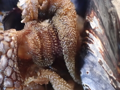 Pollicipes polymerus