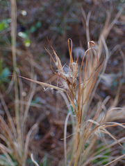 Andropogon virginicus