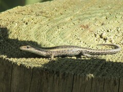 Cryptoblepharus buchananii