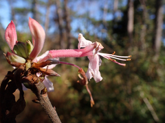 Rhododendron canescens