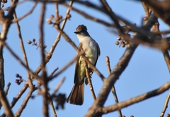 Myiarchus