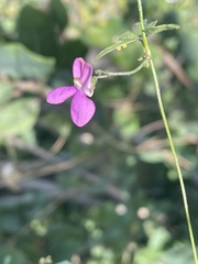 Phaseolus filiformis