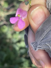 Phaseolus filiformis