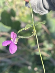 Phaseolus filiformis