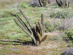 Bergerocactus emoryi
