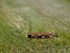 Crypsitricha agriopa