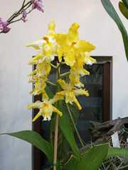 Oncidium cirrhosum