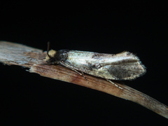 Monopis congestella