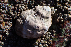 Ocenebrinae