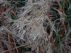 Dichanthelium laxiflorum