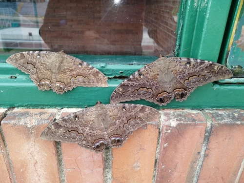 Black witch moth