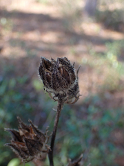 Hibiscus aculeatus
