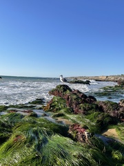 Phyllospadix scouleri