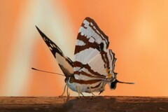 Dodona deodata