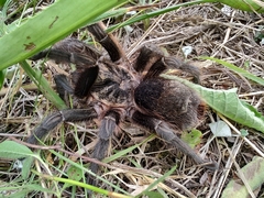 Grammostola