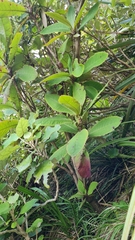 Brachyglottis hectorii