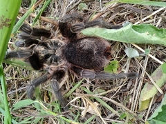 Grammostola