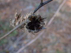 Hibiscus aculeatus