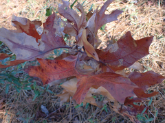 Quercus laevis