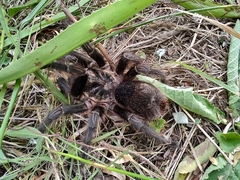 Grammostola