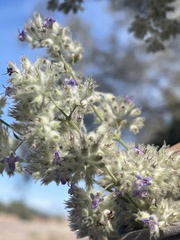 Condea
