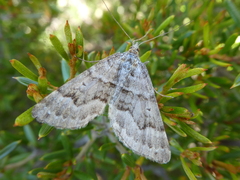 Chrysolarentia nephodes