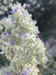 Condea