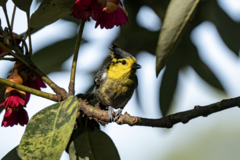 Machlolophus spilonotus