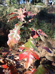 Quercus stellata