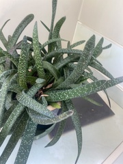 Gasteria