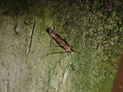 Crypsitricha agriopa