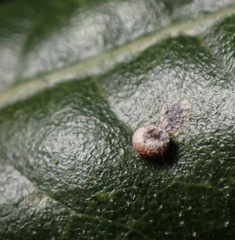 Dryocosmus minusculus