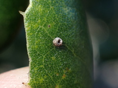 Dryocosmus minusculus