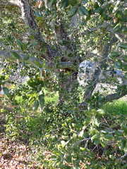 Dryocosmus minusculus