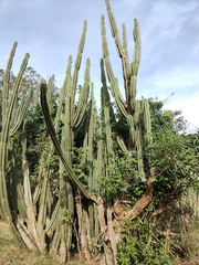 Cereus hildmannianus