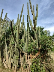 Cereus hildmannianus