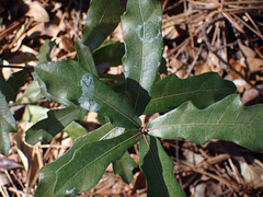 Quercus hemisphaerica