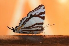 Dodona deodata