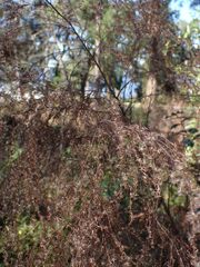 Eupatorium capillifolium
