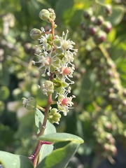 Stegnosperma halimifolium