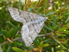 Chrysolarentia nephodes