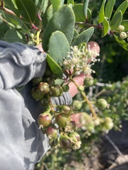 Stegnosperma halimifolium