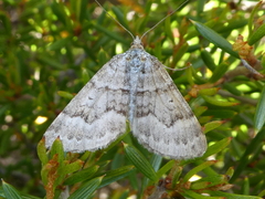 Chrysolarentia nephodes